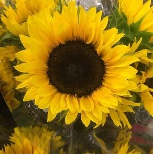 Meet your Posher, Cindy